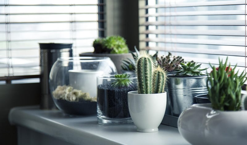 Indoor Planting Ideas