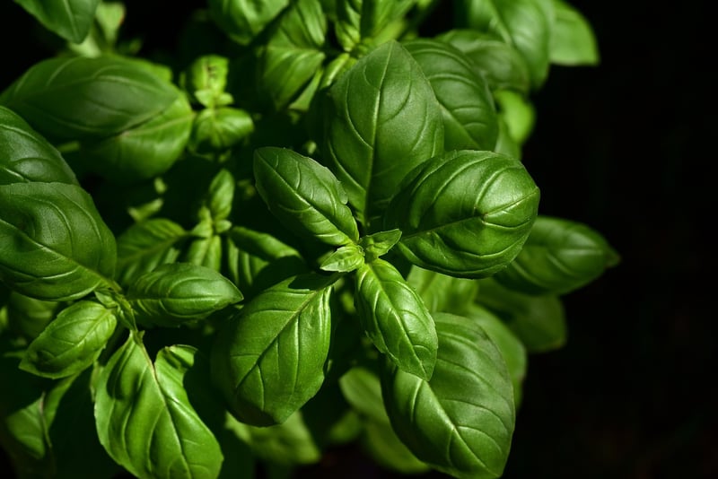 Herb Garden in the Kitchen