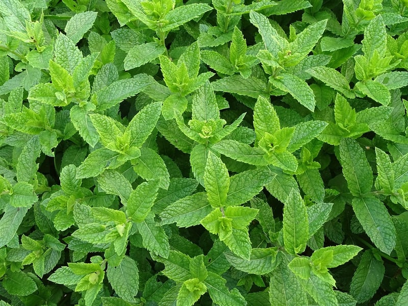 Vertical Herb Garden