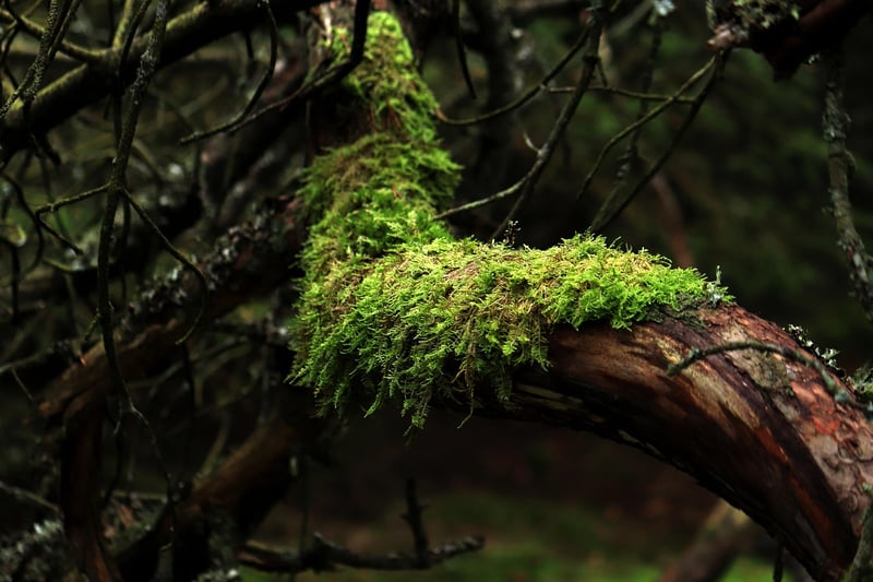 Moss Wall Retreat