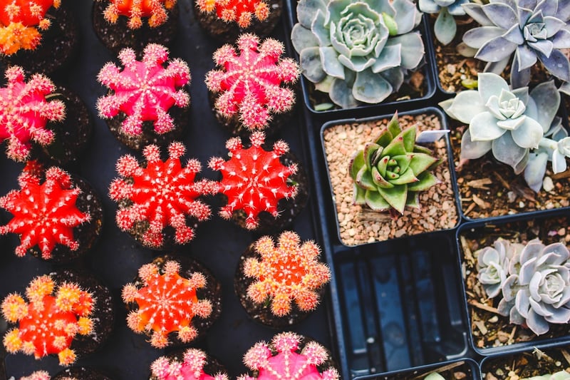Succulent Paradise